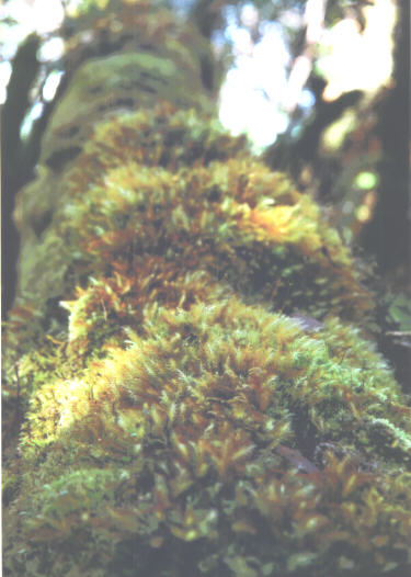 Moss covered tree on the Alakai swamp trail